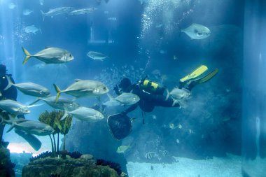 Lisbon Oceanarium dalgıçlar