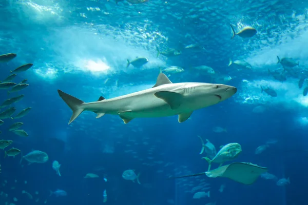 Lisbon oceanarium ana tank — Stok fotoğraf