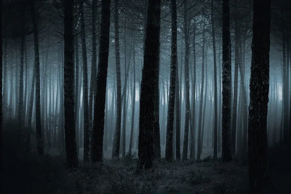 Dark foggy forest — Stock Photo, Image