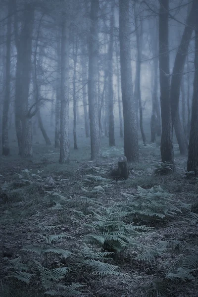 Foggy lesní kapradí — Stock fotografie