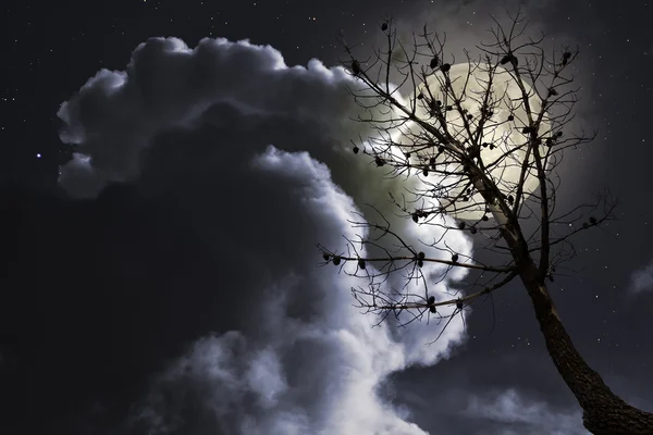 Dode boom in een volle maan nacht — Stockfoto