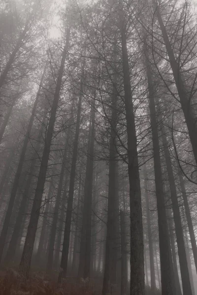 Mysterious Foggy Pinewood Northern Portugal — Stock Photo, Image