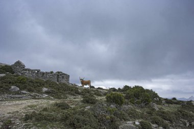 Portekiz 'in kuzeyindeki Peneda Geres Ulusal Parkı' ndan dağ ineği.