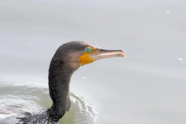 Aalscholver Portret Douro Rivier Ten Noorden Van Portugal — Stockfoto