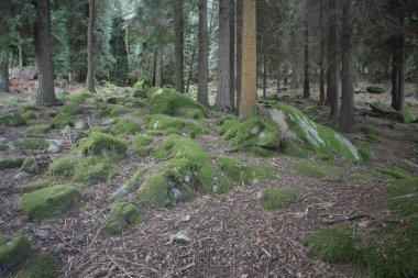 Portekiz 'in kuzeyindeki Peneda Geres Ulusal Pak' tan.