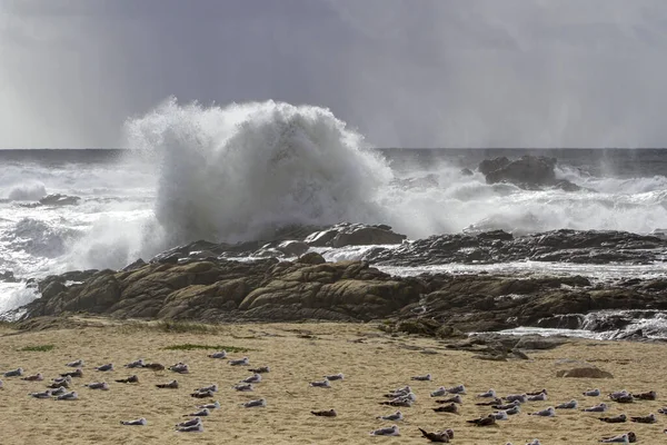 바다의 폭풍으로부터 해변을 보호하는 갈매기 — 스톡 사진
