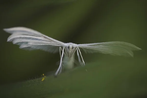 ポルトガル北部の牧草地から白い小さな蛾のクローズアップ — ストック写真