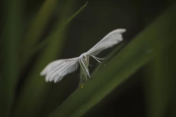 Primer Plano Una Pequeña Polilla Blanca Prado Del Norte Portugal — Foto de Stock