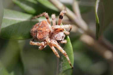 Yaprakların arasına gizlenmiş korkunç örümceğin Macro 'su
