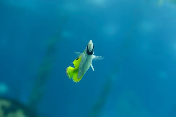 Bellissimo Pesce Tropicale Acquario Foto — Foto Stock