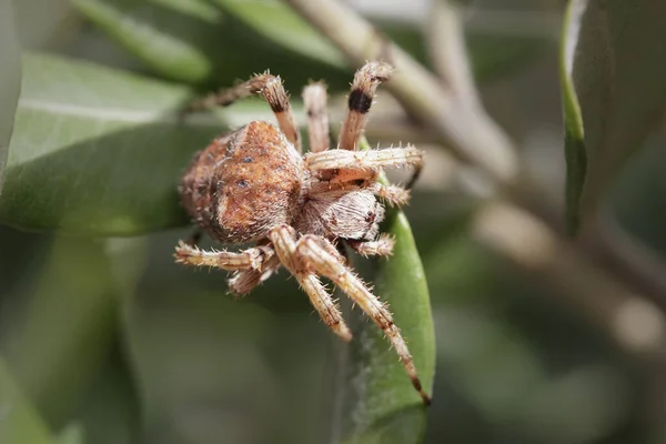 Macro Araignée Effrayante Cachée Dans Les Feuilles — Photo