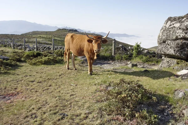 Vaca Montaña Portuguesa Norte Portugal —  Fotos de Stock