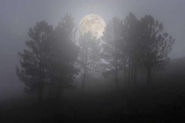 Lune Montante Dans Les Petits Bois Mountai — Photo