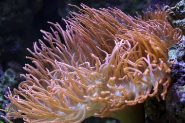 Güzel kırmızı şakayık. Akvaryum fotoğrafı.