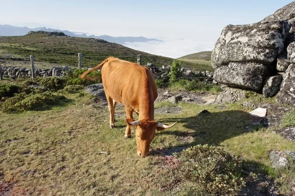 Vaca Portuguesa Pura Raza Parque Nacional Peneda Geres Norte Portugal —  Fotos de Stock