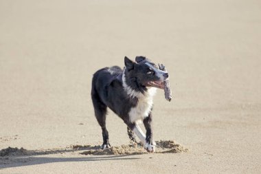 Kumsalda oynayan köpek.