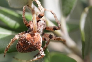 Yaprakların arasına gizlenmiş korkunç örümceğin Macro 'su