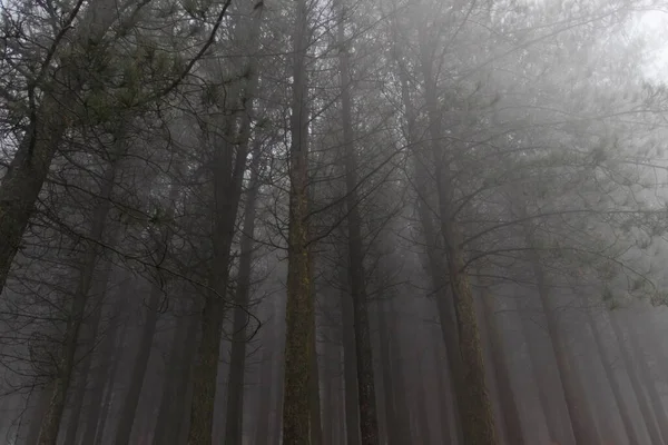 Foggy Pinewoods Crépuscule Nord Portugal — Photo