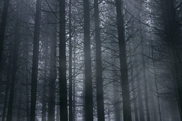 Foggy Tallskog Skymningen Tonad Blå — Stockfoto