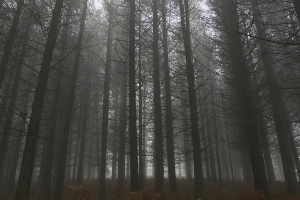 Foggy Pinewoods Skymningen Norra Portugal — Stockfoto