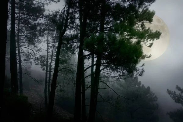 Lune Levante Dans Une Pinède Brumeuse Crépuscule — Photo