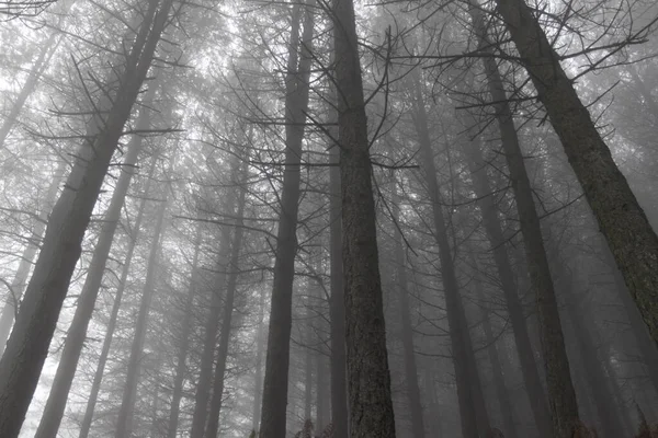 Nebeliger Kiefernwald Der Abenddämmerung Nord Portugal — Stockfoto