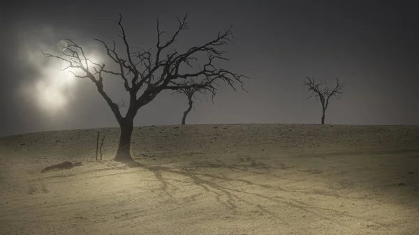 満月の夜に裸の木が — ストック写真