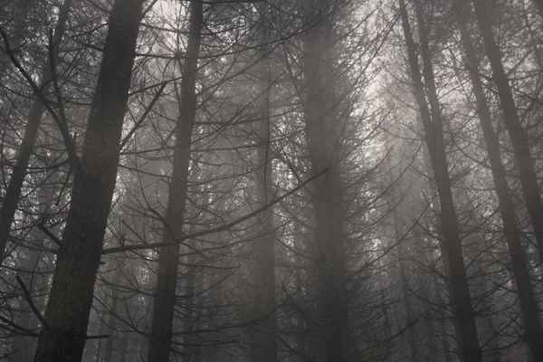 Foggy Pinewood Dusk Northern Portugal — Stock Photo, Image