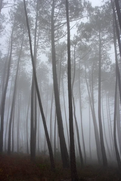 Foggy Pinewood Nord Portugal — Photo