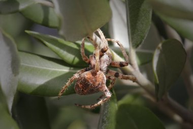Yaprakların arasına gizlenmiş korkunç örümceğin Macro 'su