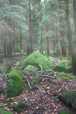Peneda Geres Ulusal Parkı 'ndan bir orman, yosunlu kayalar görüyor..