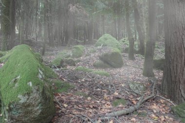 Sis ormanları yeşil yosunlu kayaları görüyor. Peneda Geres Ulusal Parkı, Portekiz 'in kuzeyi.