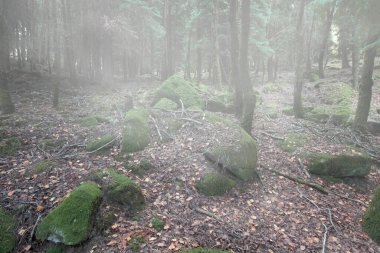 Sis ormanları yeşil yosunlu kayaları görüyor. Peneda Geres Ulusal Parkı, Portekiz 'in kuzeyi.