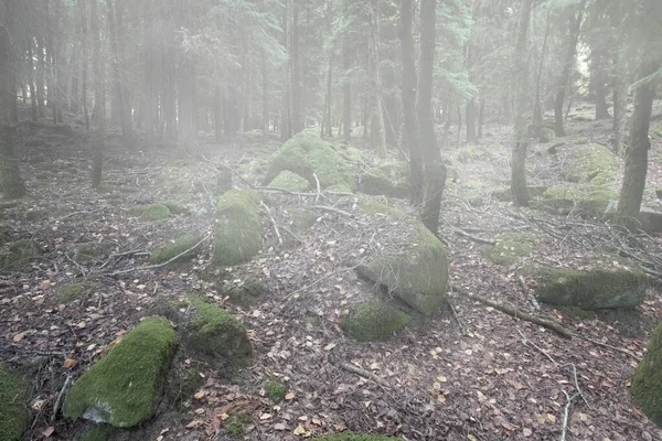 Sis ormanları yeşil yosunlu kayaları görüyor. Peneda Geres Ulusal Parkı, Portekiz 'in kuzeyi.