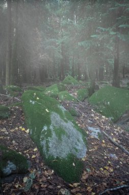 Peneda Geres Ulusal Parkı 'ndan bir orman sisli bir sabahta yosunlu kayalar görüyor..