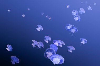 Blue jellyfish emerging from the deep sea, swimming towards the light