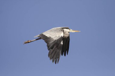 Heron derin mavi gökyüzüne doğru uçuyor. Douro, Portekiz.