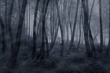 Ürkütücü sisli dağ ormanları geceleyin