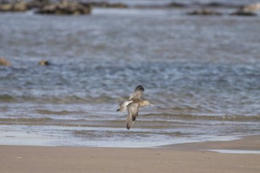 Sandpiper uçuyor. Kuzey Portekiz kıyıları.