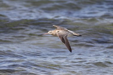 Sandpiper su üzerinde uçuyor. Kuzey Portekiz kıyıları.