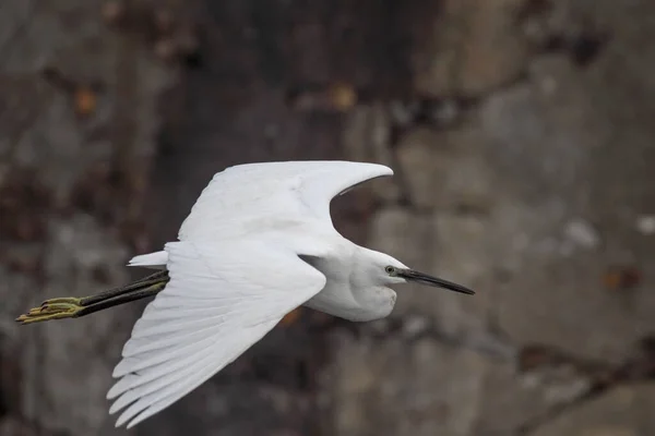 Egret Flygning Bakom Klippor Från Douro Flodgräns — Stockfoto