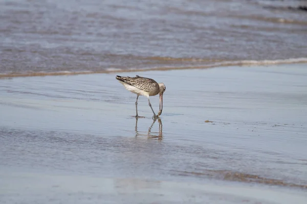 Sandpiper Eltávolítja Férget Nedves Homokból Észak Portugál Partvidék — Stock Fotó