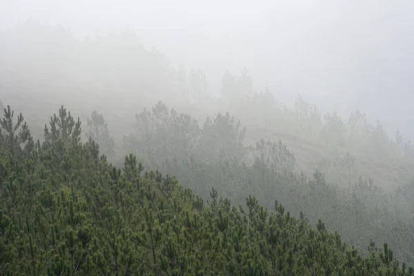 Foggy Pinewoods Mountains Center Portugal — Stock Photo, Image