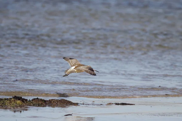 Sandpiper Στην Πτήση Βόρεια Ακτή Της Πορτογαλίας — Φωτογραφία Αρχείου