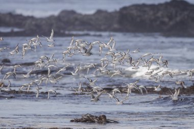 Portekiz 'in kuzeyindeki kayalık bir plajda uçan kumkuşları..