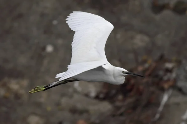 Egret Flygning Bakom Klippor Från Douro Flodgräns — Stockfoto