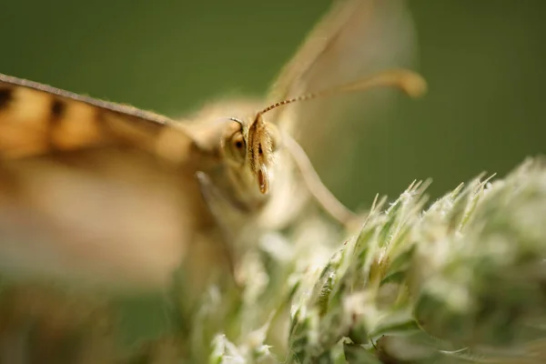 Macro Papillon Dof Peu Profond — Photo