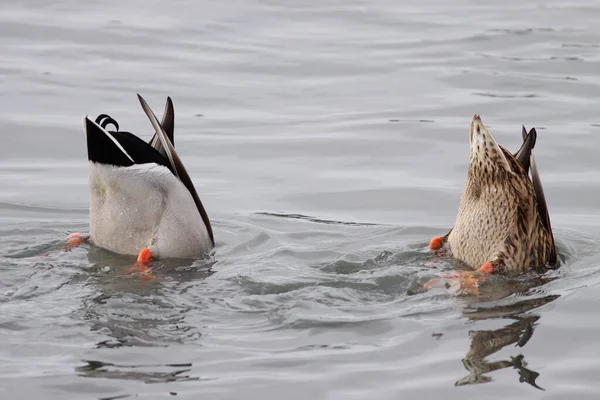 Foto Engraçada Dois Patos Cabeça Para Baixo Procura Comida Rio — Fotografia de Stock