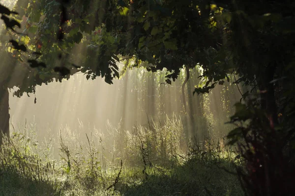 Portekiz 'in kuzeyinden bir asma ve çayırda ışık huzmeleri.