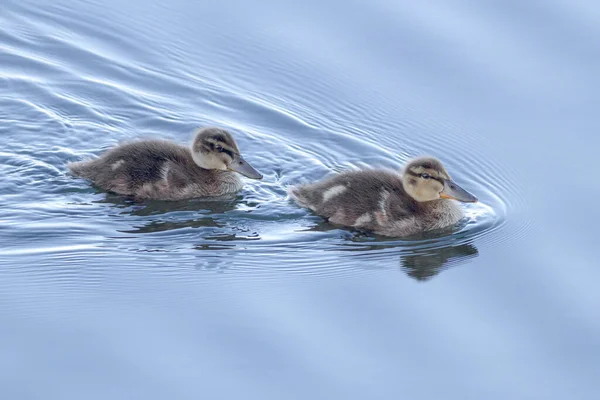 Pollitos Pato Salvaje Revoloteando Río Duero — Foto de Stock